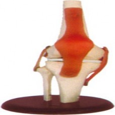 KNEE JOINT